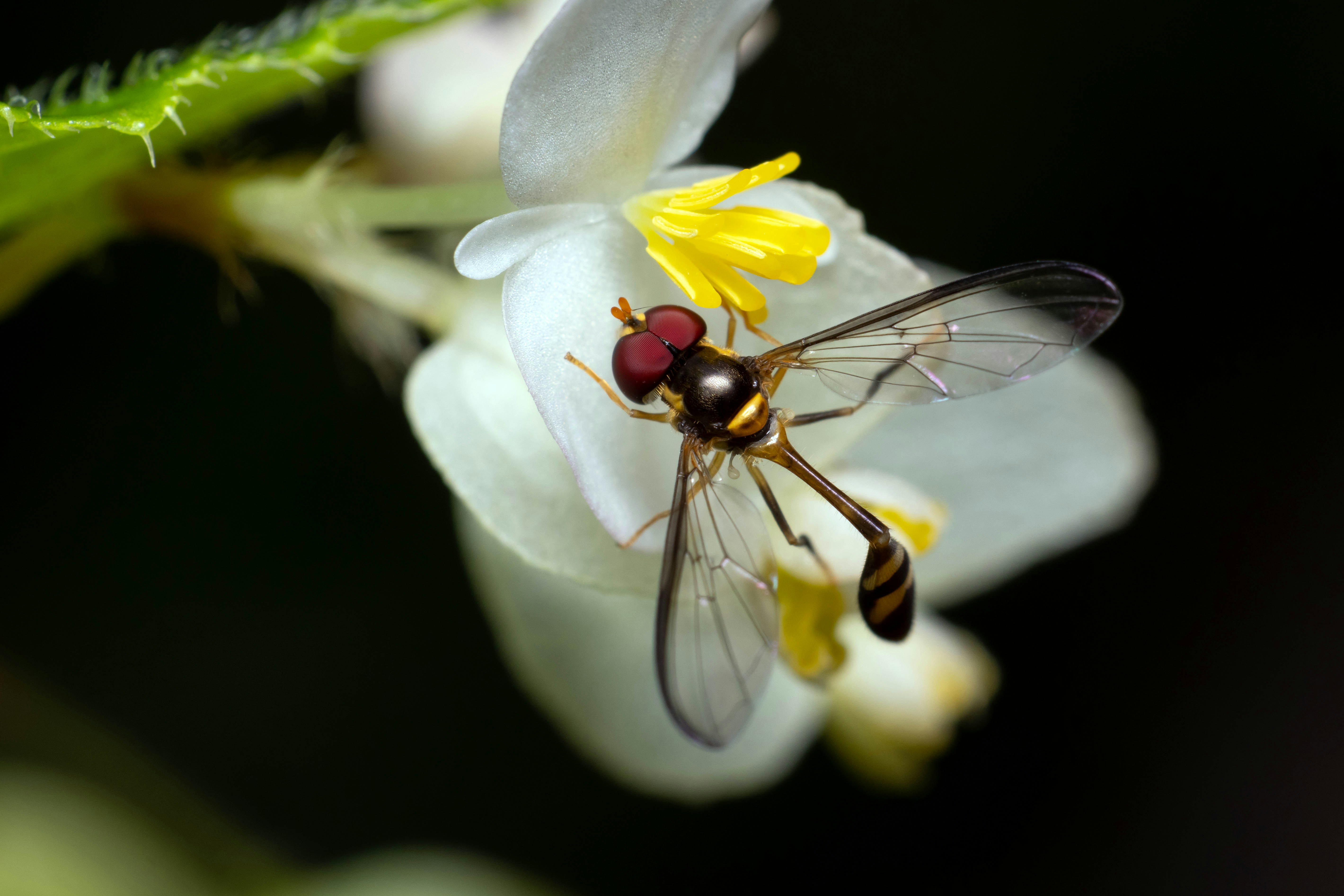 A fly sitting on top of a white flower photo – Free Cairns botanic ...