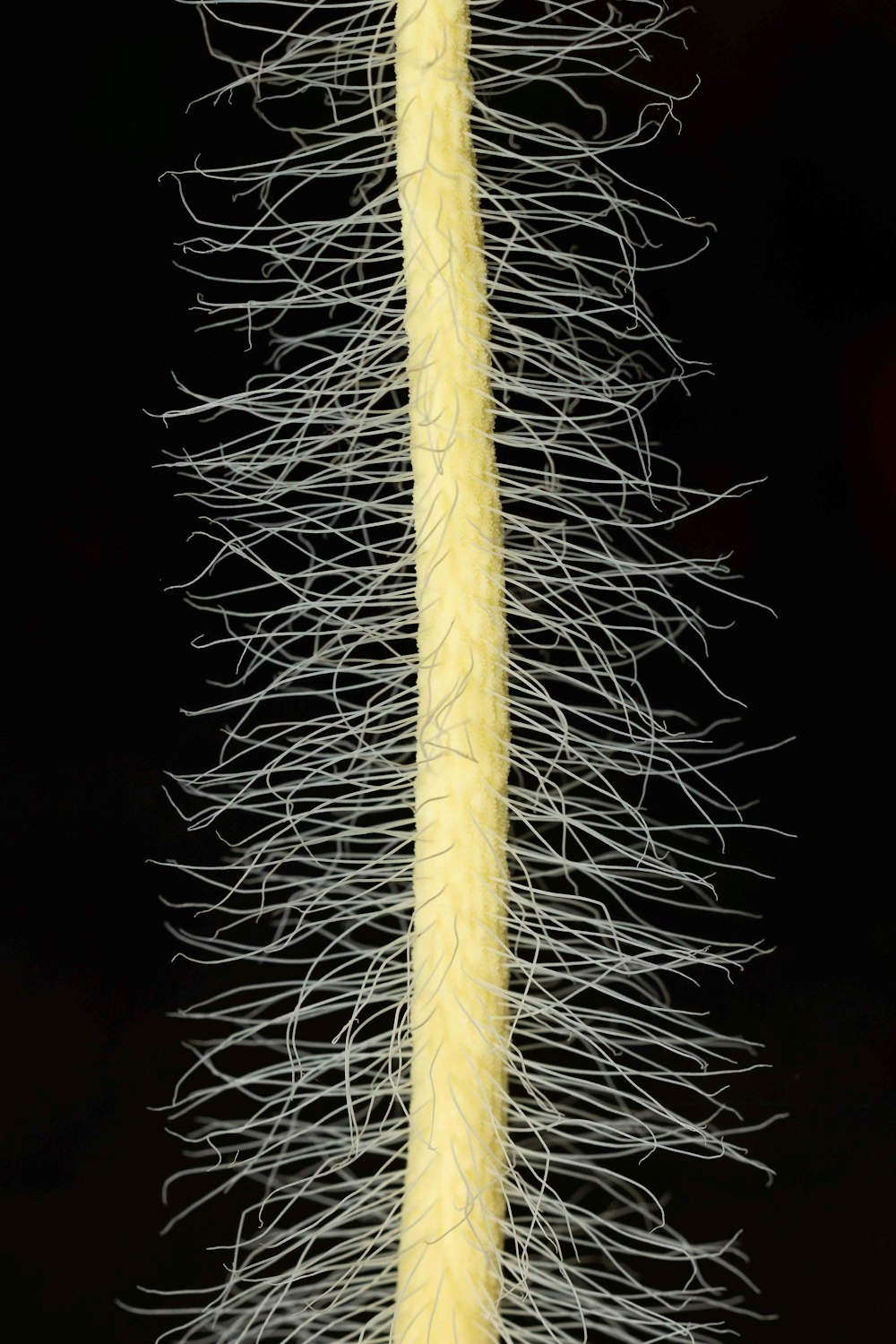 a close up of a yellow and white plant