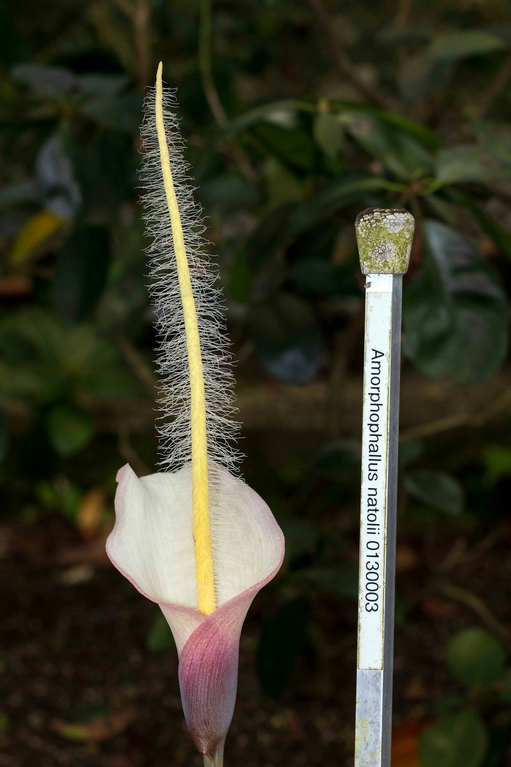 Gros plan d’une fleur avec un thermomètre en arrière-plan