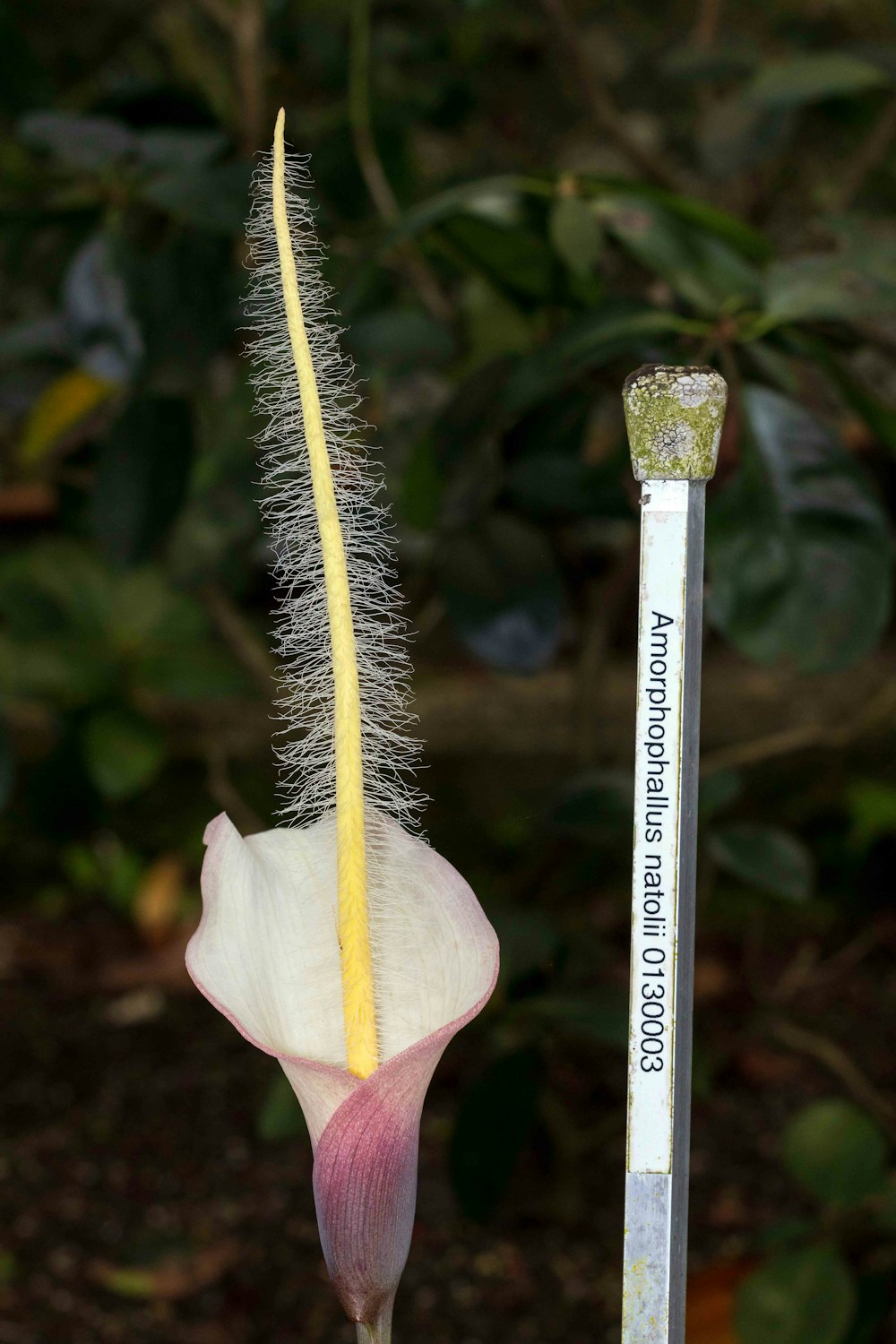 a close up of a flower with a thermometer in the background