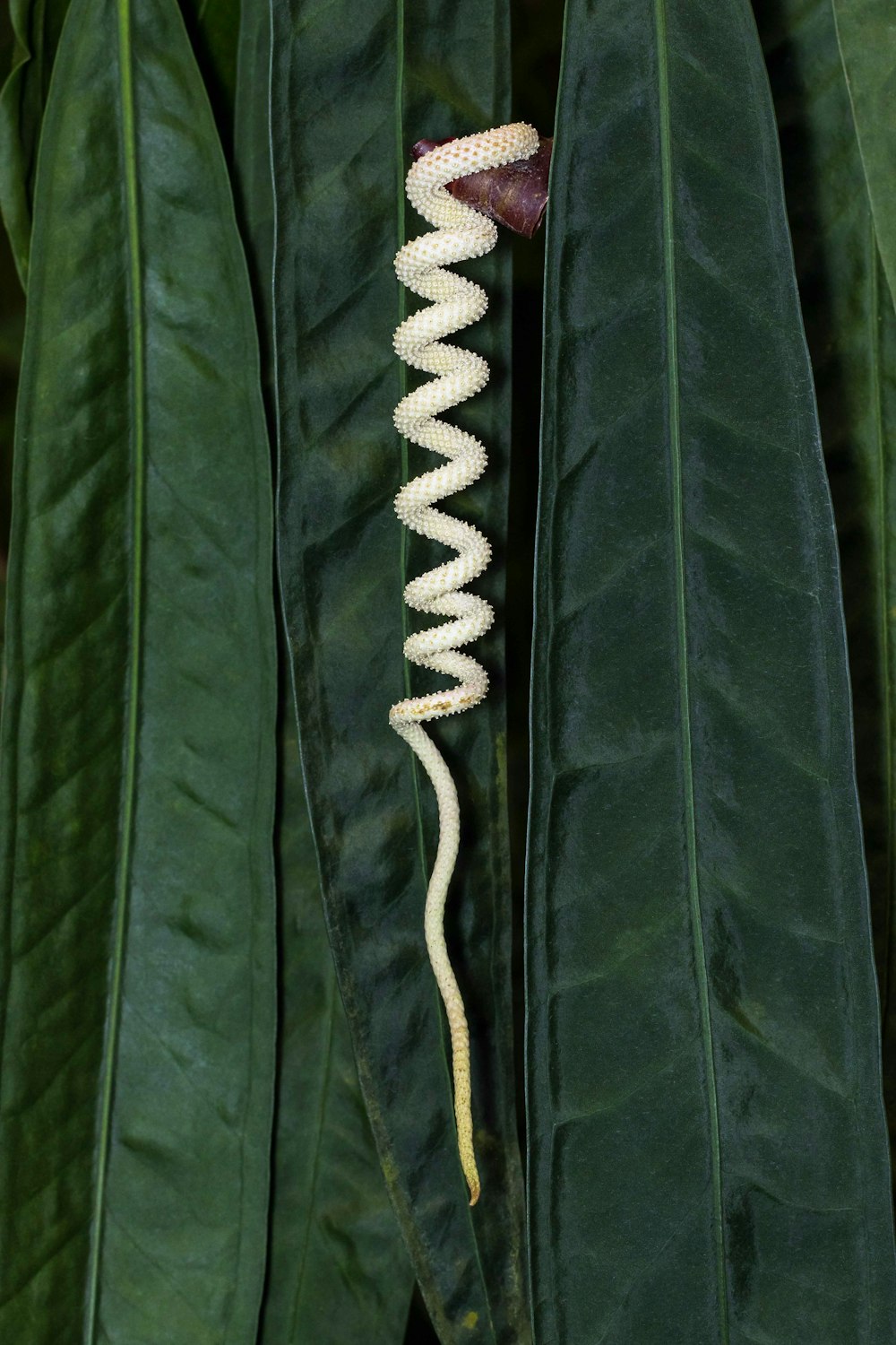 a snake crawling on top of a green leaf