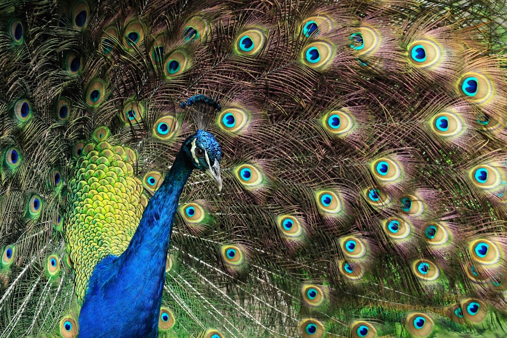 a peacock with its feathers spread out