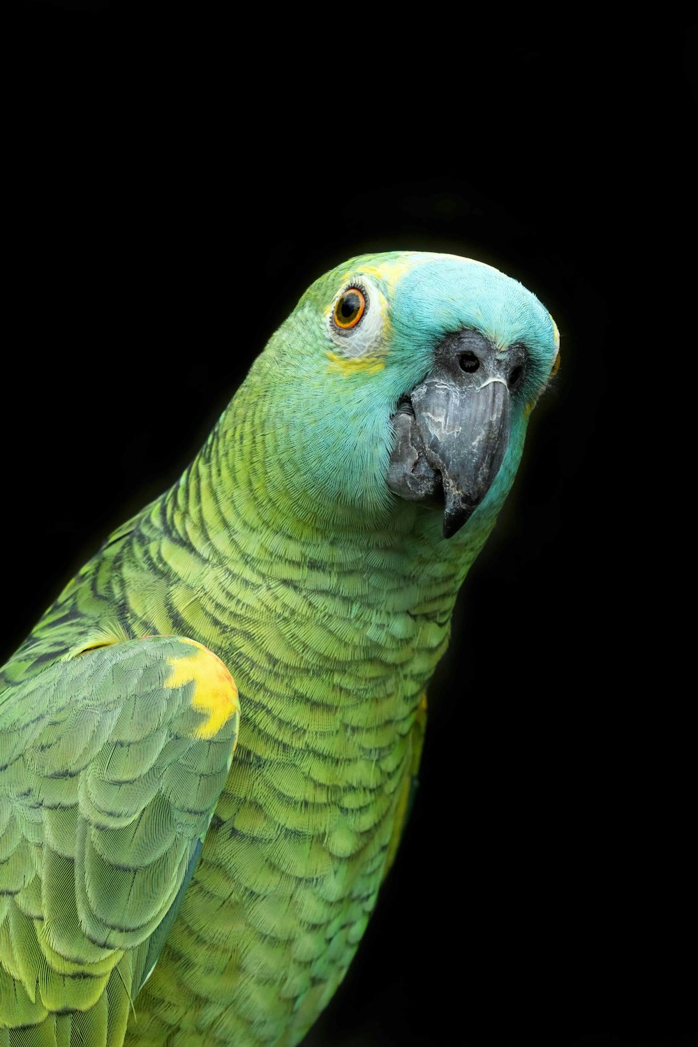 a close up of a parrot with a black background