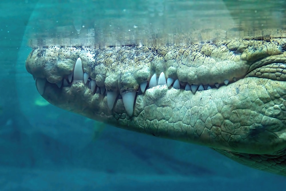a close up of a crocodile's teeth under water