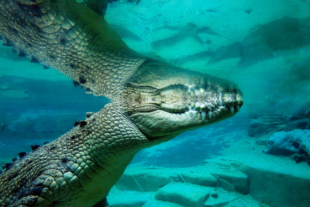 a close up of a large alligator under water