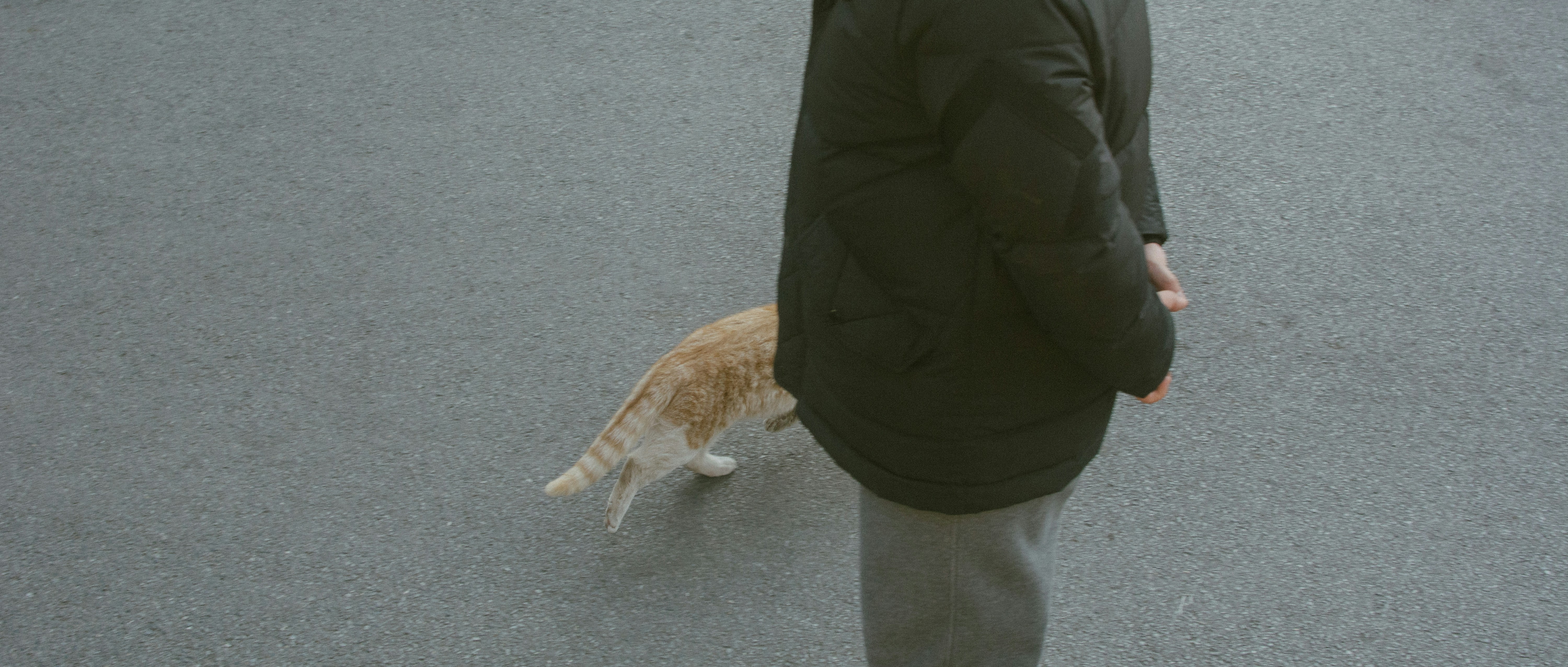 a man walking a cat down a street