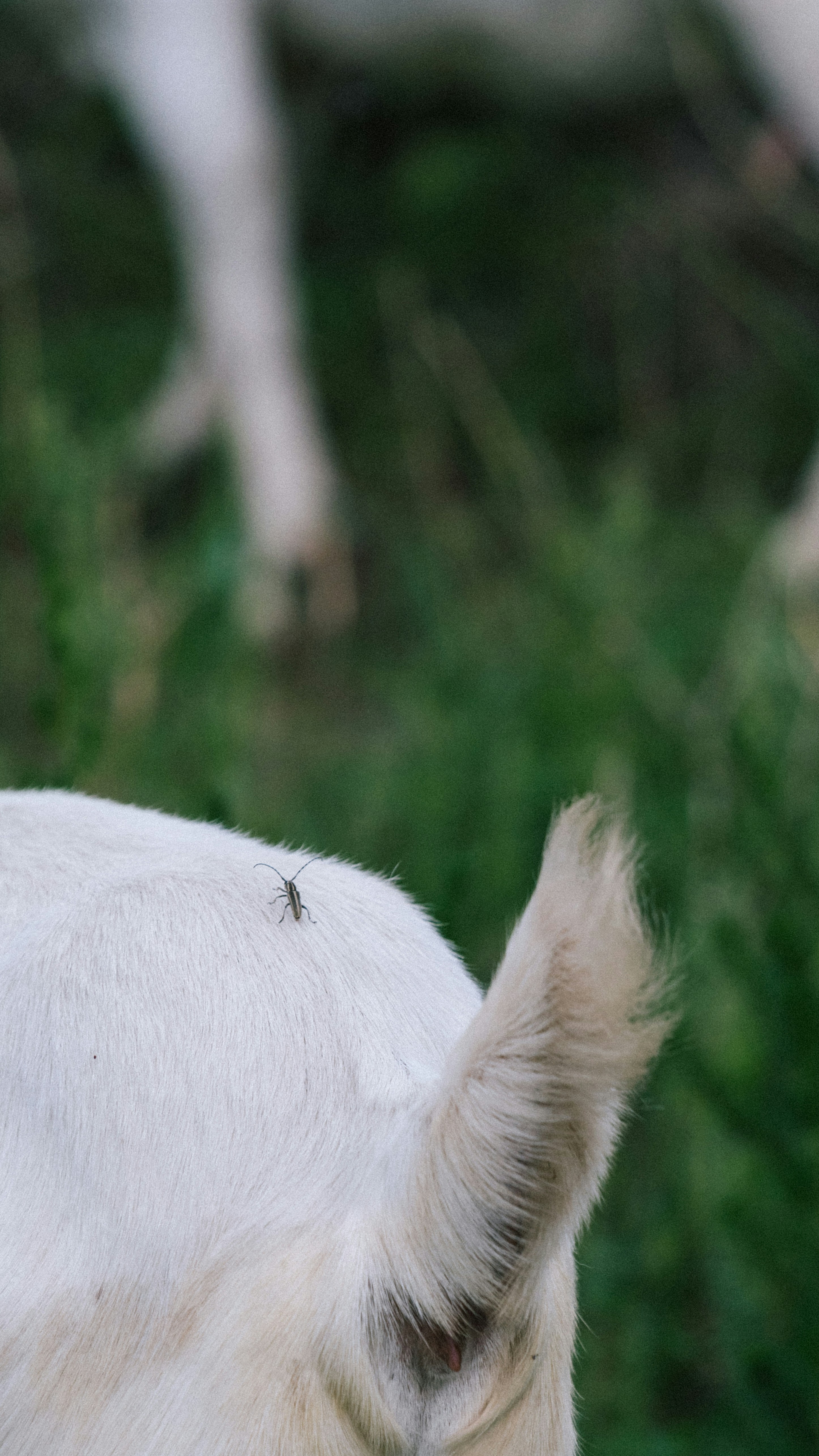 a close up of a white horse with a bug on it's back