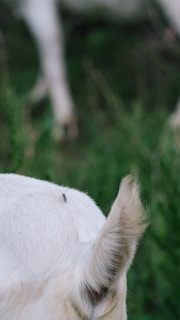A small insect is perched on the short fur of an animal, likely a goat, with one ear visible in the foreground. The background features blurred green vegetation, suggesting an outdoor setting.