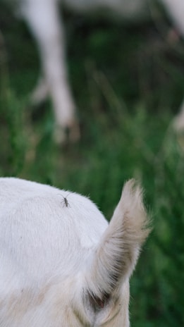 A small insect is perched on the short fur of an animal, likely a goat, with one ear visible in the foreground. The background features blurred green vegetation, suggesting an outdoor setting.