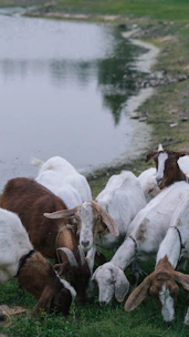 A peaceful farm scene with goats grazing near a pond where fish swim beneath the surface.