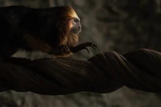 A minimalistic golden lion tamarin with glowing expressive eyes set against deep jungle green shadows.