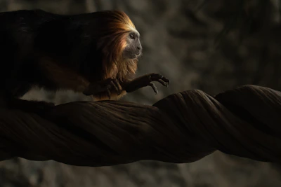 A minimalistic golden lion tamarin with glowing expressive eyes set against deep jungle green shadows.