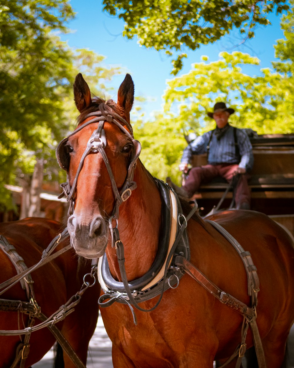 a couple of brown horses standing next to each other