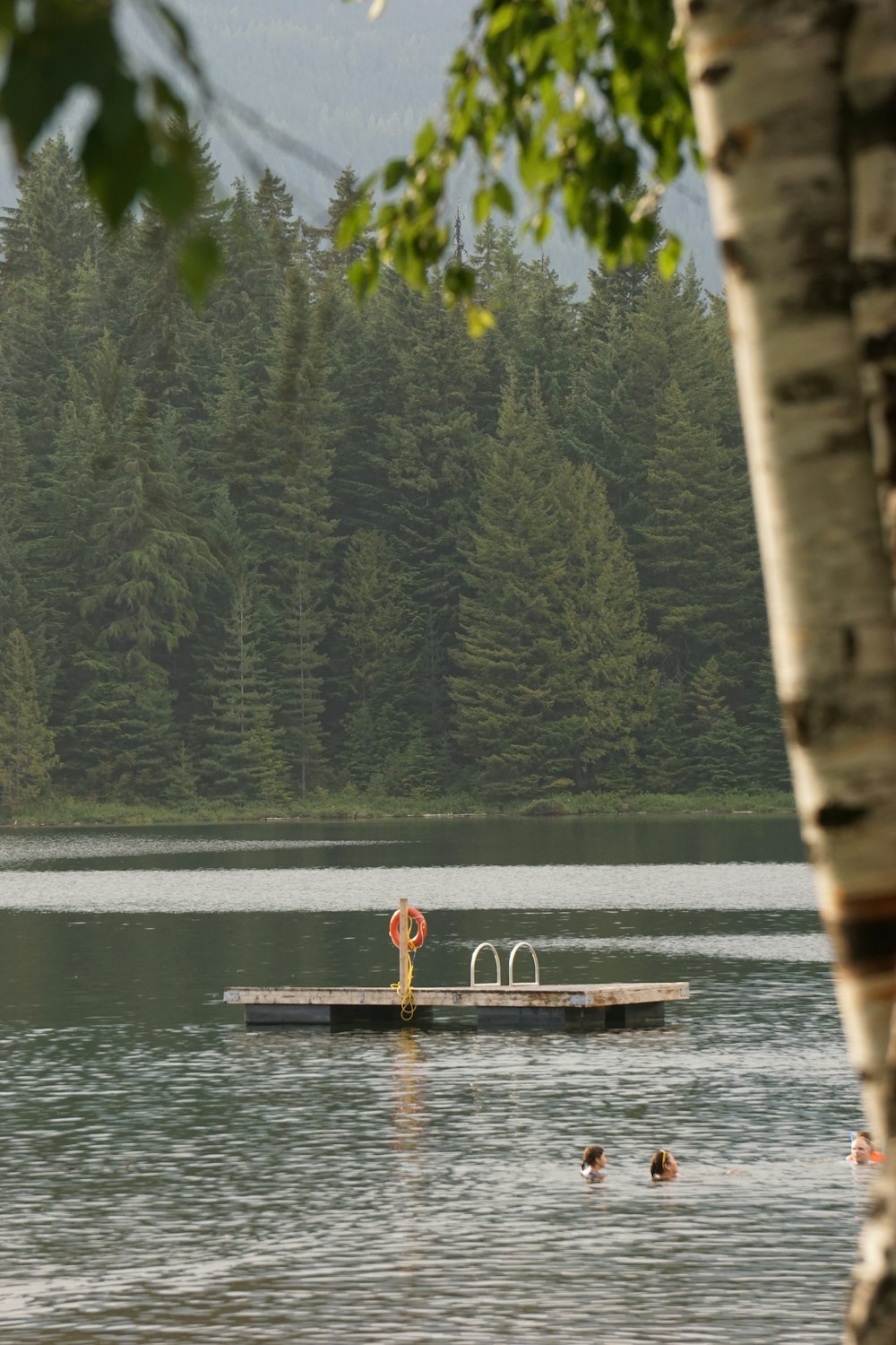 a body of water surrounded by a forest