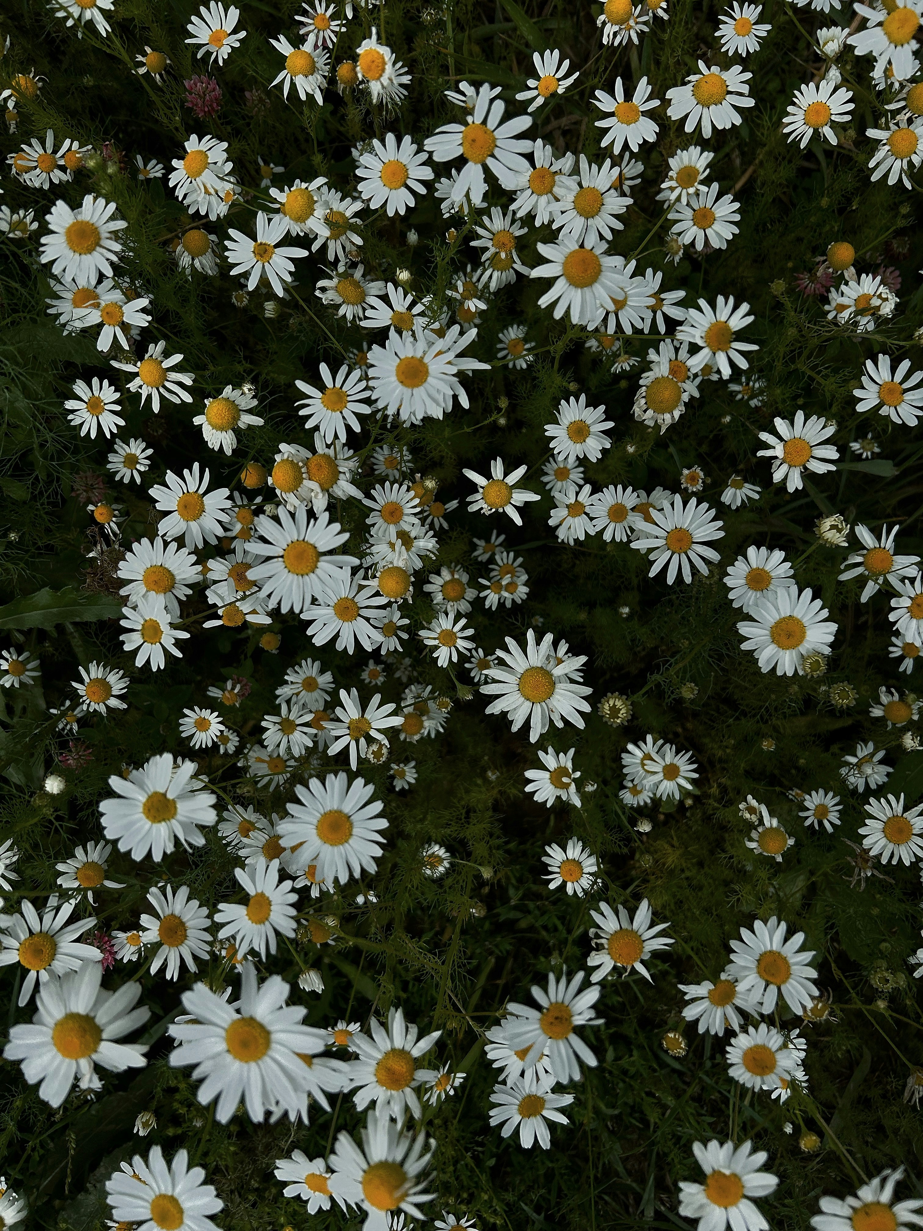 Photo by luybi