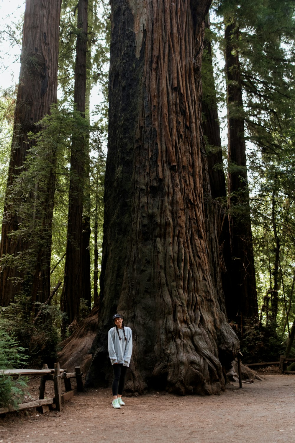 a person standing in front of a large tree