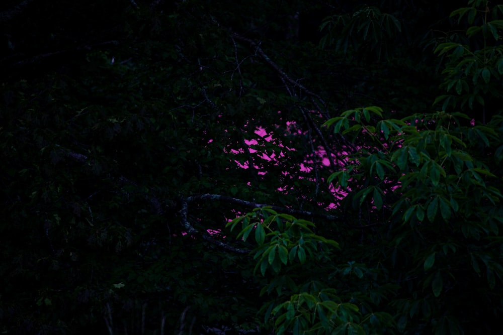 a pink light shines through the leaves of a tree