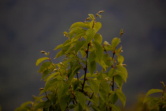 A serene, green-toned image of fresh herbal leaves arranged neatly on a wooden table, evoking natural wellness.