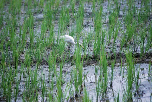 A lush green rice field with rows of young rice plants growing in muddy, water-filled soil. A white bird is searching for food among the plants.