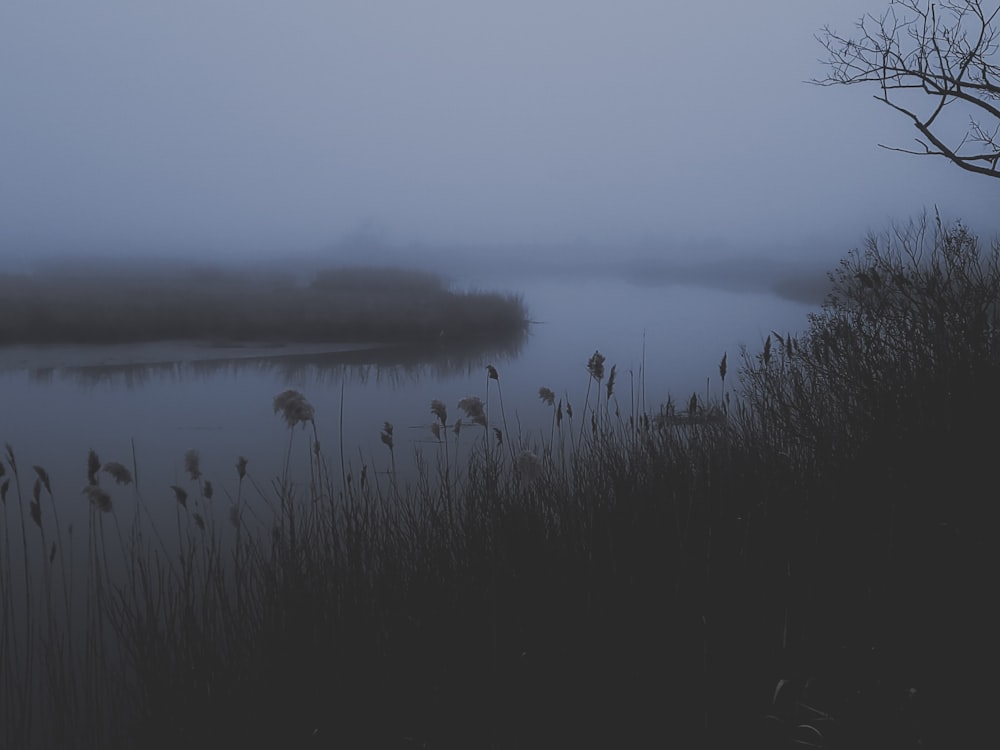 a body of water surrounded by tall grass