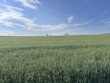 A vast field with green crops under a blue sky.