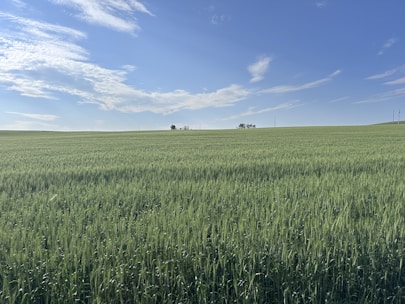 A vibrant field of crops under a clear blue sky, showcasing the beauty of agriculture.
