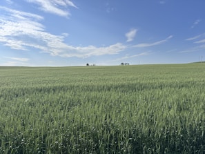 A lush green field of crops under a bright blue sky at one of taneek's farms