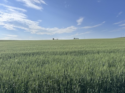 A vast field with green crops under a blue sky.