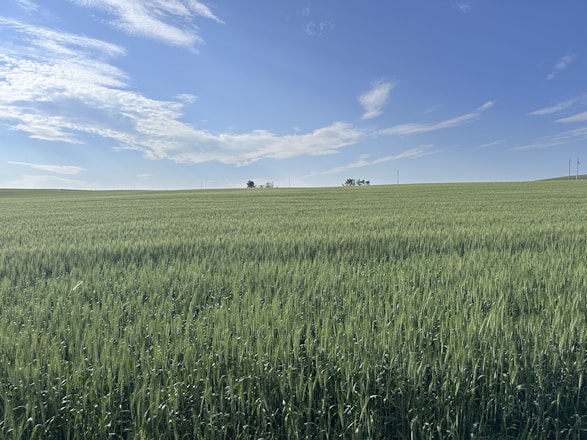A vibrant field of organic crops under a clear blue sky.