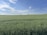 A farmer inspecting crops in a lush green field under a clear blue sky.