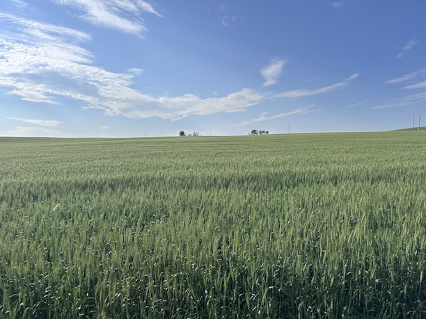 A lush green field with crops growing under a clear blue sky.