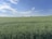 A farmer inspecting crops in a lush green field under a clear blue sky.