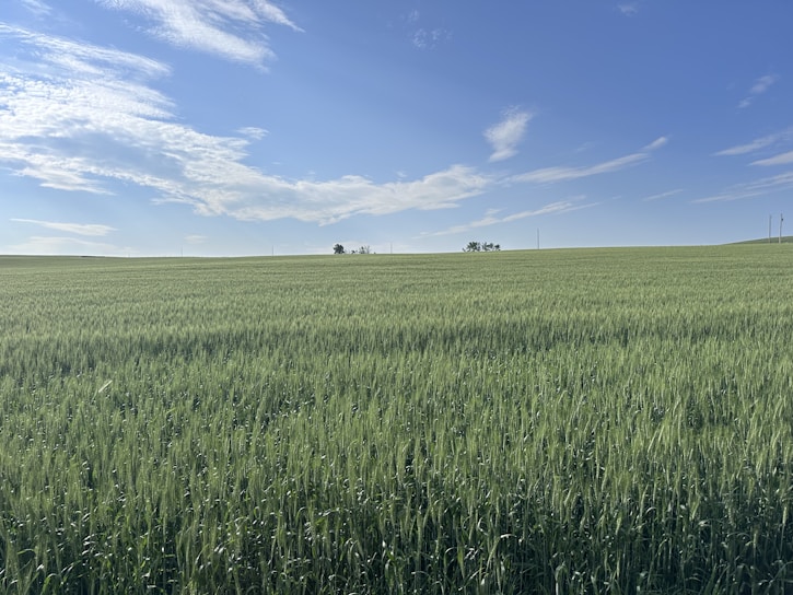 A lush green field of crops under a clear blue sky.