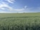 A farmer inspecting lush green fields under a clear blue sky.