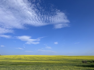 A spacious green field under a bright blue sky, perfect for farming or development.