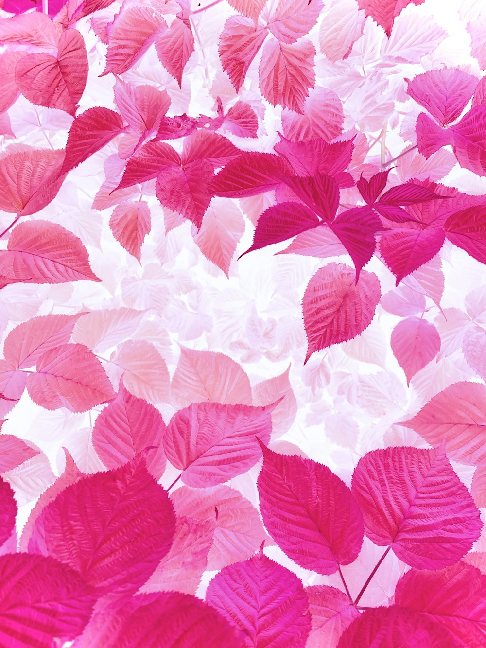 a group of pink and white leaves floating in the air