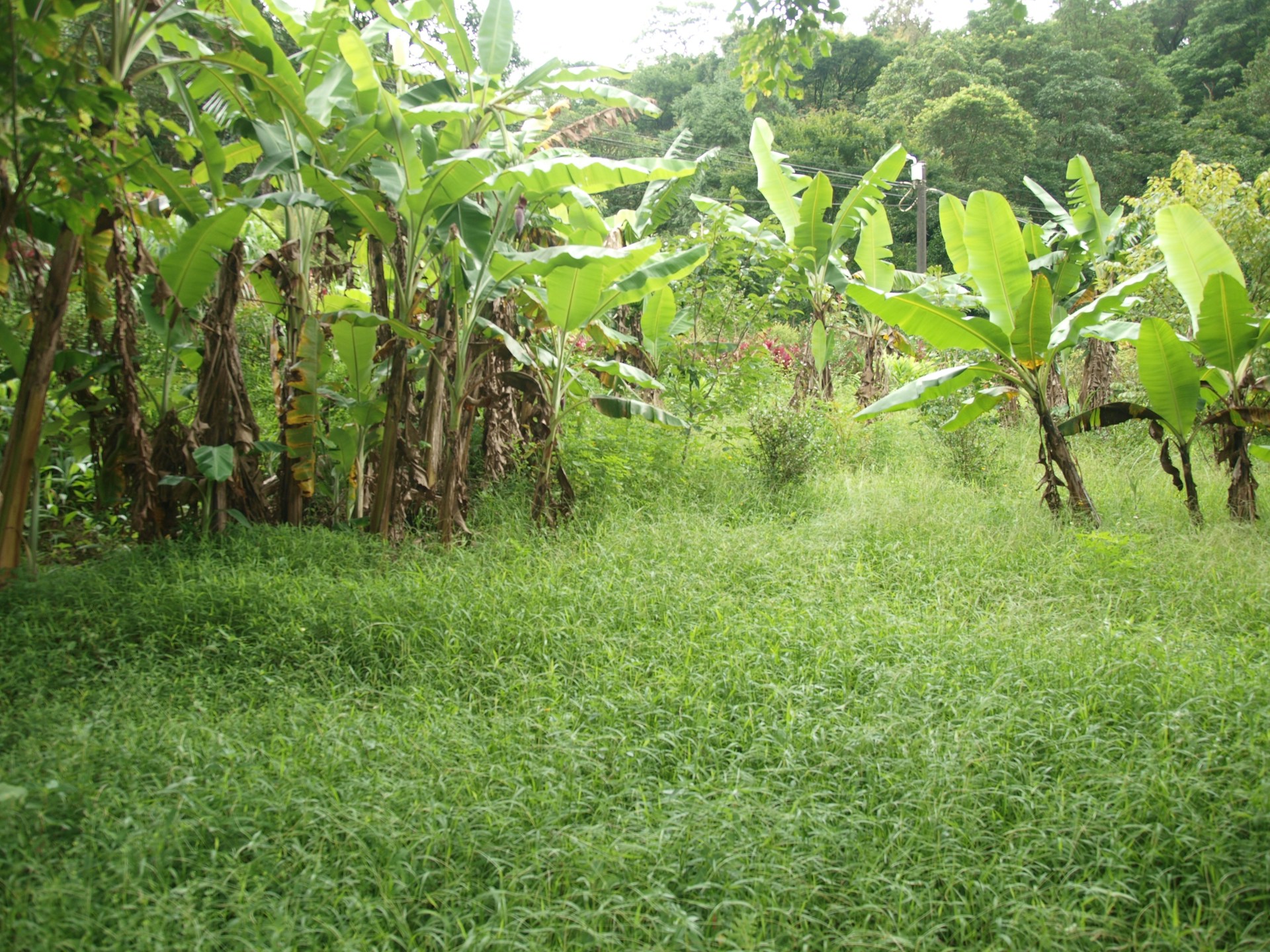 a lush green field filled with lots of trees