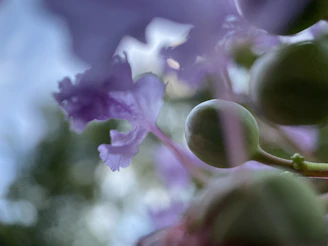 Close-up of delicate lavender flowers beside a glowing candle.