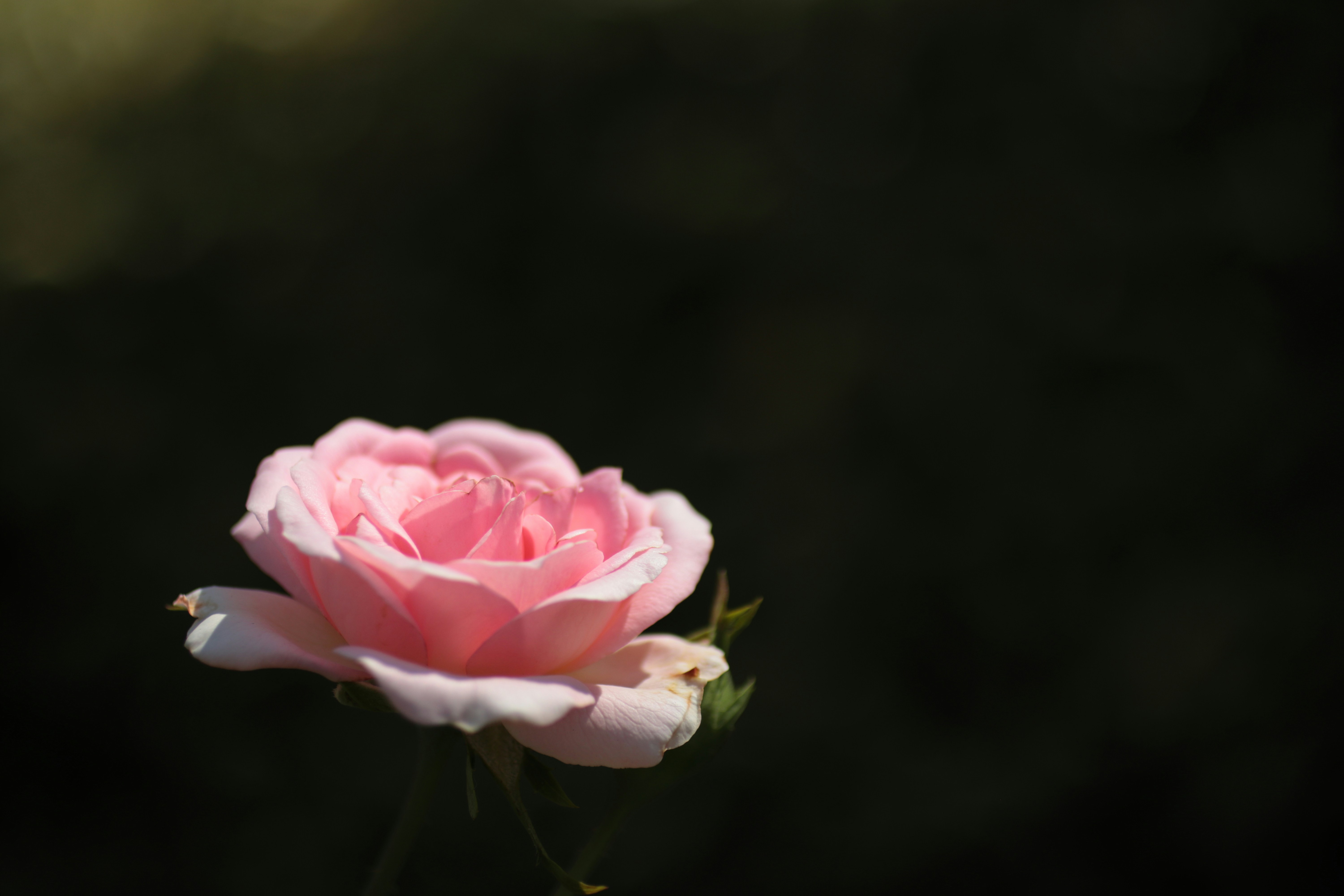 Photo by takatsuchida