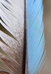 Close-up of a vibrant dry fly with intricate feather details.