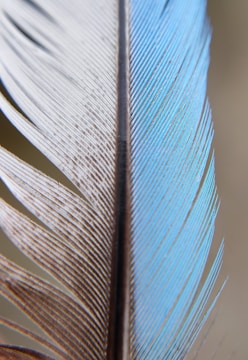 Close-up of a vibrant dry fly with intricate feather details.