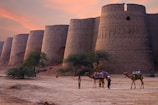 A series of large, ancient fort walls built from bricks dominates the background. In the foreground, two camels with colorful saddles are being led by two people wearing traditional attire. Sparse trees and a sandy terrain surround the scene, under a sky painted with a warm sunset glow.