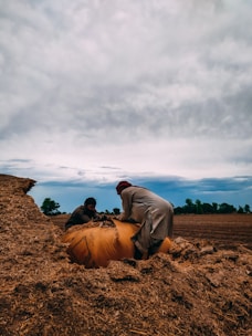 Workers gathering feathers and farm waste from poultry houses under a bright sky.