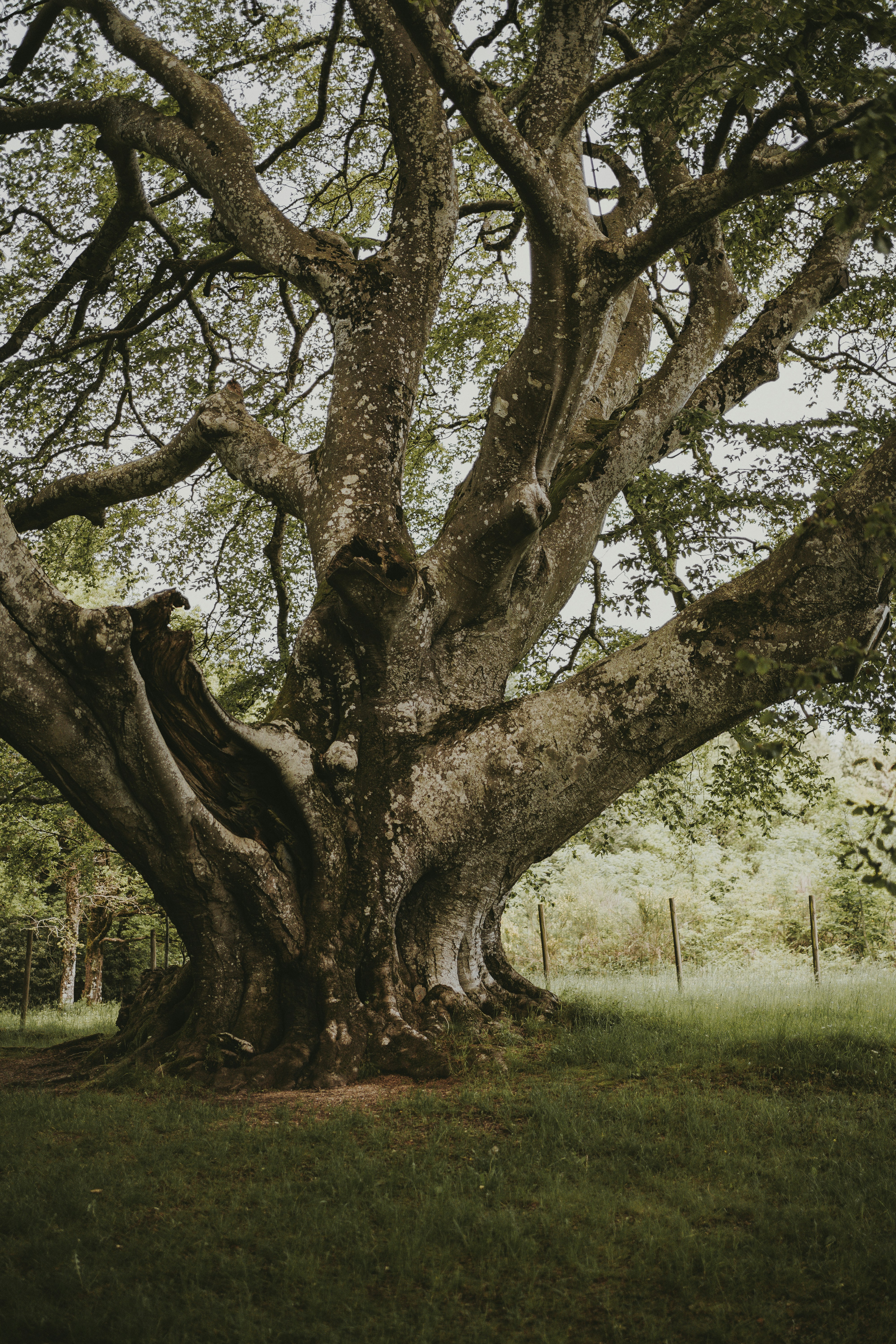 A large tree in the middle of a field photo – Free France Image on Unsplash