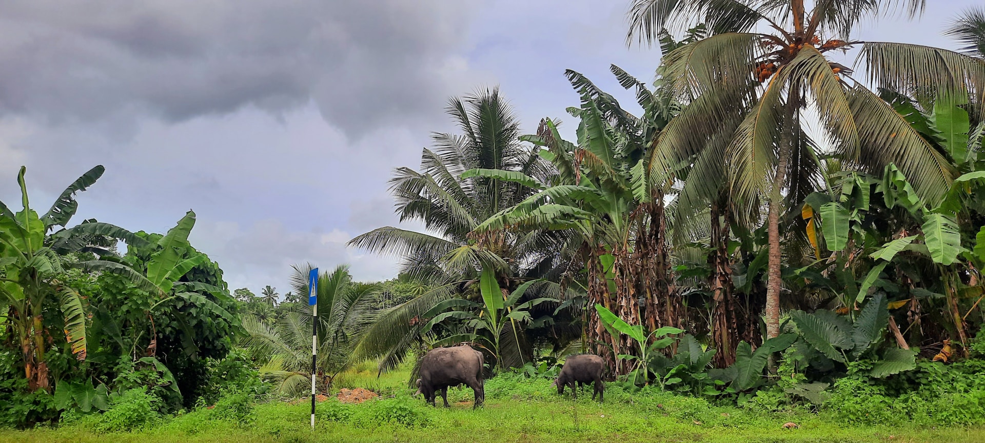 a couple of elephants walking through a lush green forest