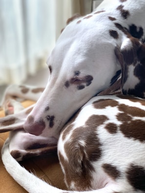 A Dalmatian puppy resting its head on a colorful pillow, looking peaceful.