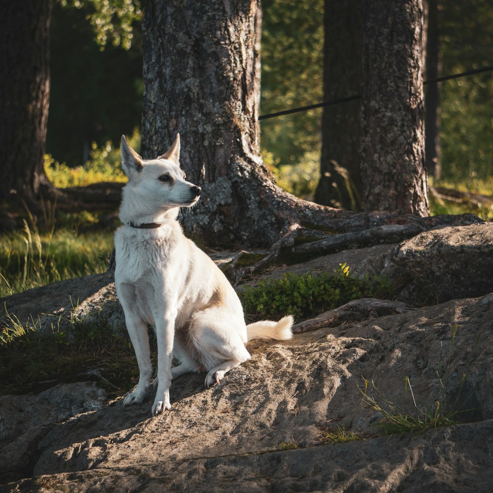 a white dog sitting on a rock in the woods