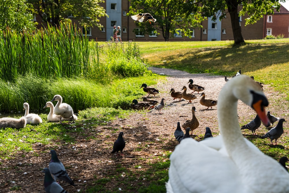 a flock of ducks and swans in a park