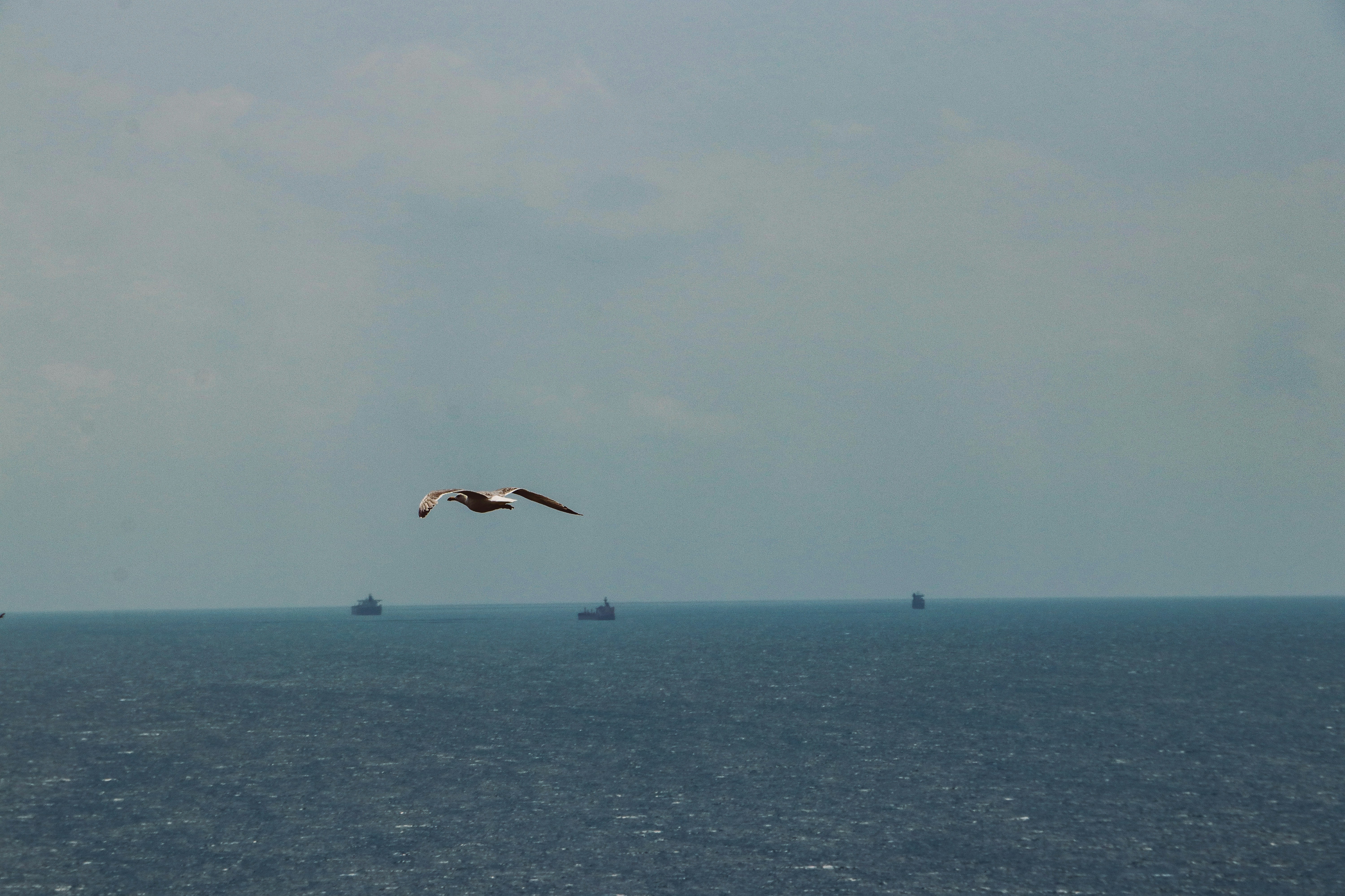 a seagull flying over a large body of water