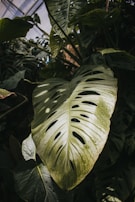 A bright corner featuring a large monstera plant with its iconic split leaves creating a tropical vibe.